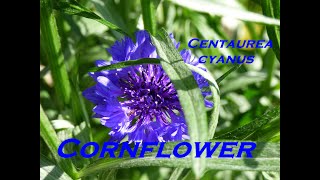 Gardeners World 2022 Episode 12 Cornflower Centaurea cyanus [upl. by Llacam]