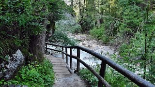 Zauberwald am Hintersee [upl. by Notxed180]