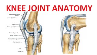 Knee Joint Anatomy [upl. by Roi]