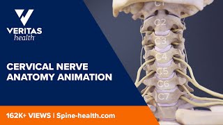 Cervical Nerve Anatomy Animation [upl. by Ehtnax]