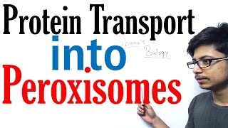 Protein transport into peroxisomes [upl. by Ancell]