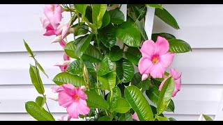 Tips For Growing Mandevilla Vine [upl. by Herm810]