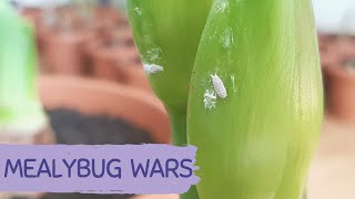 How to control houseplant PESTS  MEALYBUGS  Pest control without pesticides POSSIBLE [upl. by Edlun565]